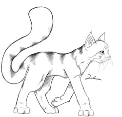 Size: 753x722 | Tagged: safe, artist:liondragon41, cat, feline, mammal, feral, lifelike feral, 2005, ambiguous gender, monochrome, non-sapient, paws, realistic, simple background, sketch, solo, solo ambiguous, tail, traditional art, walking, white background