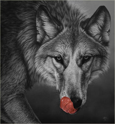 Size: 653x700 | Tagged: safe, artist:cristinapenescu, canine, mammal, wolf, feral, lifelike feral, 2010, ambiguous gender, bust, cheek fluff, detailed, ear fluff, fluff, front view, grayscale, licking lips, limited palette, looking at you, monochrome, neck fluff, non-sapient, realistic, signature, tongue, tongue out, traditional art, vein, whiskers