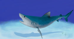 Size: 1920x1032 | Tagged: safe, artist:erhannis, oc, oc only, fish, lemon shark, shark, feral, ambiguous gender, fins, fish tail, ocean, shark tail, solo, solo ambiguous, tail, water