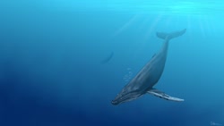 Size: 1280x720 | Tagged: safe, artist:dolorcin, cetacean, humpback whale, mammal, whale, feral, lifelike feral, 2010, ambiguous gender, bubbles, digital art, digital painting, duo, fins, fish tail, gray body, non-sapient, ocean, realistic, signature, solo focus, swimming, tail, underwater, water, white body