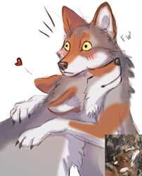Size: 766x950 | Tagged: safe, artist:flashlioness, canine, mammal, wolf, feral, lifelike feral, 2021, ambiguous gender, cheek fluff, claws, digital art, duo, duo ambiguous, fluff, fur, gray body, gray fur, heart, irl, non-sapient, orange body, orange fur, paws, photo, picture-in-picture, realistic, scene interpretation, signature, simple background, smiling, surprised, white background, white body, white fur, yellow eyes