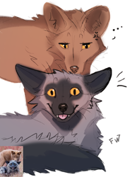 Size: 754x1008 | Tagged: safe, artist:flashlioness, canine, fox, mammal, red fox, silver fox, feral, lifelike feral, ..., 2021, ambiguous gender, black body, black fur, blep, digital art, duo, duo ambiguous, fangs, fur, gray body, gray fur, looking at you, non-sapient, orange eyes, photo, picture-in-picture, realistic, scene interpretation, sharp teeth, signature, simple background, tail, teeth, tongue, tongue out, whiskers, white background