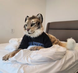 Size: 2048x1922 | Tagged: safe, artist:aseol fursuit, part of a set, big cat, feline, mammal, anthro, 2021, ambiguous gender, bed, cheek fluff, clothes, cream body, cream fur, fluff, fur, fursuit, green eyes, indoors, irl, lying down, on bed, paws, photo, pink nose, prone, realistic, shirt, solo, solo ambiguous, striped fur, tail, tan body, tan fur, three-quarter view, topwear