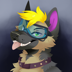 Size: 1000x1000 | Tagged: safe, artist:feve, oc, oc only, oc:bullet (bullet12919271), canine, mammal, wolf, ambiguous form, 2021, black nose, bust, cheek fluff, collar, digital art, fangs, fluff, front view, fur, goggles, gray body, gray fur, green eyes, hair, heterochromia, magenta body, magenta fur, male, neck fluff, portrait, purple eyes, sharp teeth, solo, solo male, tan body, tan fur, teeth, three-quarter view, tongue, tongue out, yellow hair