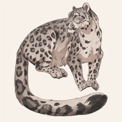 Size: 1080x1080 | Tagged: safe, artist:norapotwora, big cat, feline, mammal, snow leopard, feral, lifelike feral, 2021, ambiguous gender, black body, black fur, digital art, front view, fur, gray body, gray fur, green eyes, looking at something, non-sapient, paws, pink nose, realistic, simple background, solo, solo ambiguous, spotted fur, tail, whiskers