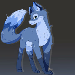 Size: 3000x3000 | Tagged: safe, artist:galaxiastar1, oc, oc only, oc:double colon, canine, fox, mammal, feral, 2d, blue body, blue fur, cheek fluff, chest fluff, commission, cute, cyan eyes, ear fluff, female, fluff, fur, gradient background, gray background, head fluff, high res, looking at you, multicolored fur, neck fluff, paws, shoulder fluff, signature, simple background, socks (leg marking), solo, solo female, tail, tail fluff, vixen