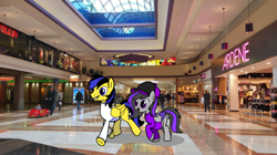 Size: 5860x3290 | Tagged: safe, artist:mrstheartist, edit, oc, oc only, oc x oc, oc:ponyseb 2.0, oc:viola love, equine, fictional species, human, mammal, pegasus, pony, feral, friendship is magic, hasbro, my little pony, absurd resolution, base used, cap, clothes, couple, duo focus, female, hat, hoodie, irl, irl human, male, mare, photo, ponies in quebec, ponies in real life, pregnant, shipping, shopping, shopping mall, stallion, store, topwear, violaseb (oc), walking