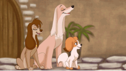 Size: 750x422 | Tagged: safe, artist:tuwka, canine, cocker spaniel, dog, mammal, papillon, saluki, spaniel, feral, beauty and the beast, disney, 2d, 2d animation, animated, crossover, dogified, female, females only, frame by frame, gif, trio, trio female
