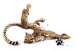 Size: 516x347 | Tagged: safe, artist:blotch, cheetah, feline, mammal, feral, 2006, animal genitalia, black body, black fur, fur, legs in air, low res, lying down, nudity, on side, paws, sheath, sheathed, simple background, spotted fur, spread wings, tail, traditional art, white background, white body, white fur, wings, yellow body, yellow fur