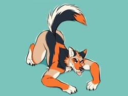 Size: 1280x960 | Tagged: suggestive, artist:azur, canine, coyote, mammal, anthro, digitigrade anthro, 2020, black body, black fur, claws, digital art, ear fluff, face down ass up, fluff, fur, male, nudity, orange body, orange fur, simple background, solo, solo male, tan body, tan fur, teal background, tongue, tongue out