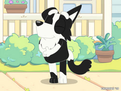 Size: 850x638 | Tagged: safe, artist:graedius, mackenzie (bluey), border collie, canine, collie, dog, mammal, semi-anthro, bluey (series), black body, black fur, bush, eyes closed, flower, front view, fur, male, on model, plant, puppy, smiling, solo, solo male, three-quarter view, white body, white fur, young