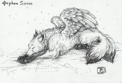 Size: 800x548 | Tagged: safe, artist:ts-cat, oc, oc only, canine, fictional species, fox, kitsune, mammal, feral, 2009, black and white, eyes closed, feathered wings, feathers, female, fluff, fur, grayscale, lying down, monochrome, multiple tails, prone, side view, socks (leg marking), solo, solo female, tail, tail fluff, traditional art, vixen, wings