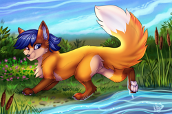 Size: 1000x667 | Tagged: safe, artist:ketty, oc, oc only, canine, fox, mammal, feral, 2017, blue eyes, chest fluff, female, fluff, looking back, paw pads, paws, smiling, solo, solo female, underpaw, vixen, water, wet