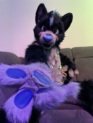 Size: 1536x2048 | Tagged: safe, artist:fursuitsbylacy, oc, oc only, oc:raven (raven_the_husky), canine, dog, husky, mammal, anthro, 2021, black body, black fur, black hair, blue hair, blue nose, front view, fullsuit, fur, fursuit, gray body, gray fur, green eyes, hair, harness, indoors, irl, looking at you, male, multicolored hair, offscreen character, open mouth, paw pads, paws, photo, pov, sitting, solo, solo male, tack, two toned hair