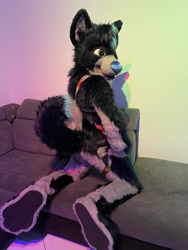 Size: 1536x2048 | Tagged: safe, artist:fursuitsbylacy, oc, oc only, oc:raven (raven_the_husky), canine, dog, husky, mammal, anthro, plantigrade anthro, 2021, black body, black fur, blue hair, blue nose, butt, curled tail, fur, fursuit, gray body, gray fur, green eyes, hair, harness, indoors, irl, kneeling, looking at you, looking back, looking back at you, male, photo, rear view, soles, solo, solo male, tack, tail