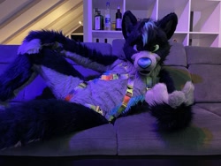 Size: 2048x1536 | Tagged: safe, artist:fursuitsbylacy, oc, oc only, oc:raven (raven_the_husky), canine, dog, husky, mammal, anthro, 2020, blue body, blue fur, blue hair, blue nose, couch, featureless crotch, fullsuit, fur, fursuit, gray body, gray fur, green eyes, hair, harness, indoors, irl, looking at you, lying down, male, on side, photo, side view, solo, solo male, tack