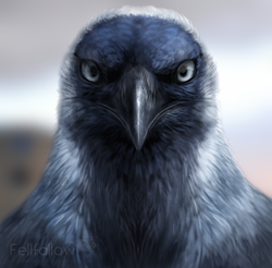 Size: 459x452 | Tagged: safe, artist:fellfallow, bird, corvid, jackdaw, songbird, western jackdaw, ambiguous form, 2021, ambiguous gender, beak, black body, black fur, blurred background, bust, front view, fur, looking at you, low res, realistic, signature, solo, solo ambiguous