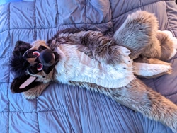 Size: 2048x1536 | Tagged: artist needed, safe, artist:thedizziest, oc, oc only, oc:thedizziest, canine, mammal, anthro, 2021, bed, brown body, brown fur, cream body, cream fur, featureless crotch, fullsuit, fur, fursuit, hand behind head, irl, looking at you, lying down, male, on back, on bed, paws, photo, red eyes, solo, solo male, tail, top view