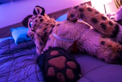 Size: 2048x1365 | Tagged: artist needed, safe, photographer:thedizziest, oc, oc only, oc:azaren, cheetah, feline, mammal, anthro, bed, blue eyes, butt, cream body, cream fur, fullsuit, fur, fursuit, indoors, irl, jockstrap, lying down, male, on bed, orange body, orange fur, paw pads, paws, photo, prone, rear view, solo, solo male, spotted fur, tail, underpaw
