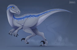 Size: 1280x838 | Tagged: safe, artist:jenery, blue (jurassic world), dinosaur, raptor, theropod, velociraptor, feral, jurassic park, jurassic world, universal pictures, 2021, blue scales, claws, female, gray scales, reptile feet, scales, side view, signature, solo, solo female, tail, yellow eyes, zoom layer