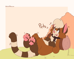 Size: 1350x1080 | Tagged: safe, artist:sadcat16hrz, oc, oc only, oc:radka, cat, feline, mammal, feral, 2020, 2d, border, brown body, brown fur, bush, cheek fluff, collar, cream body, cream fur, cream hair, cute, cute little fangs, fangs, featured image, female, fluff, fur, legs in air, log, lying down, ocbetes, on back, open mouth, outdoors, paw pads, paws, ringtail, simple background, solo, solo female, tail, talking, teeth, underpaw, white border