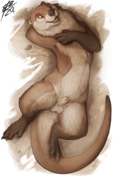 Size: 779x1219 | Tagged: suggestive, artist:lizet, mammal, mustelid, otter, semi-anthro, 2020, animal genitalia, balls, brown body, brown fur, cream body, cream fur, fur, hand behind head, lying down, male, nudity, on back, orange eyes, sheath, sheathed, solo, solo male, tail, top view, webbed feet, webbed hands, whiskers