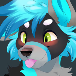 Size: 1280x1280 | Tagged: safe, artist:feve, oc, oc only, oc:pikaowo, canine, mammal, wolf, anthro, ambiguous gender, black body, black fur, blep, blue body, blue fur, blue hair, bust, cheek fluff, chest fluff, ear fluff, fluff, front view, fur, gray body, gray fur, green eyes, hair, multicolored fur, portrait, solo, solo ambiguous, three-quarter view, tongue, tongue out