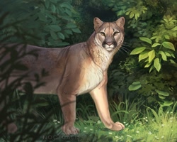 Size: 1500x1200 | Tagged: safe, artist:noctualis, big cat, cougar, feline, mammal, feral, lifelike feral, 2021, ambiguous gender, bush, cream body, cream fur, detailed, fluff, fur, grass, leaf, looking at you, neck fluff, non-sapient, outdoors, paws, pink nose, realistic, signature, solo, solo ambiguous, standing, tan body, tan fur, whiskers