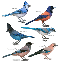 Size: 857x891 | Tagged: safe, artist:crow_artist, bird, black-headed jay, blue jay, corvid, eurasian jay, jay, lidth's jay, scrub jay, songbird, steller's jay, feral, lifelike feral, 2021, ambiguous gender, beak, bird feet, black feathers, blue feathers, english text, feathers, fluff, gray feathers, group, head fluff, non-sapient, orange feathers, pink feathers, realistic, side view, signature, simple background, spotted body, tail, tail feathers, tan feathers, white background, white feathers