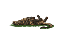 Size: 1298x617 | Tagged: safe, artist:euthanizedcanine, big cat, feline, lion, mammal, feral, eyes closed, female, lying, lying down, on back, sleeping