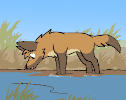Size: 669x533 | Tagged: safe, artist:theroguez, oc, oc only, oc:rayj (theroguez), canine, coydog, coyote, dog, hybrid, mammal, feral, 2d, 2d animation, animated, drinking, female, frame by frame, gif, solo, solo female