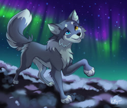 Size: 1280x1088 | Tagged: safe, artist:ketty, oc, oc only, oc:azzai, canine, mammal, wolf, feral, 2020, aurora borealis, black nose, blue eyes, ear fluff, eyebrows, eyelashes, female, fluff, fur, gray body, gray fur, heterochromia, multicolored fur, night, northern lights, open mouth, open smile, paws, signature, smiling, solo, solo female, stars, tail, tail fluff, two toned body, two toned fur, white body, white fur, yellow eyes