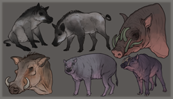 Size: 1970x1130 | Tagged: safe, artist:stygimoloch, boar, mammal, pig, suid, warthog, feral, babirusa, colour, hog, line art, sketch, study, swine