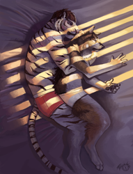 Size: 686x900 | Tagged: safe, artist:trunorth, big cat, canine, feline, mammal, tiger, wolf, anthro, digitigrade anthro, 2014, anthro/anthro, bed, black body, black fur, black hair, brown body, brown fur, clothes, cuddling, digital art, digital painting, duo, duo male, eyes closed, fur, hair, hug, lying down, male, male/male, males only, on bed, on side, shipping, sleeping, spoon, spooning, tail, top view, underwear, white body, white fur