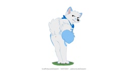 Size: 983x553 | Tagged: suggestive, artist:letodoesart, oc, oc only, oc:leto (letodoesart), arctic fox, canine, fox, mammal, anthro, digitigrade anthro, 2021, anus, bandanna, blue body, blue fur, butt, clothes, fluff, fur, grass, hand on tail, male, not amused face, presenting, raised tail, rear view, simple background, simplistic anus, solo, solo male, standing, tail, tail fluff, white background, white body, white fur