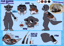 Size: 3047x2211 | Tagged: safe, artist:marykimer, oc, mammal, porcupine, rodent, anthro, character sheet, full body, fursona, hair, headshot, high res, maw, paws, photo, quill, reference sheet, text, whiskers