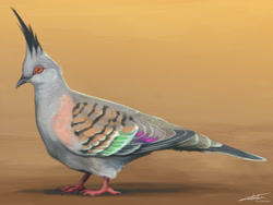 Size: 1280x963 | Tagged: safe, artist:lady-darkstreak, bird, crested pigeon, pigeon, feral, lifelike feral, 2021, ambiguous gender, beak, bird feet, brown body, brown fur, digital art, digital painting, feathered wings, feathers, folded wings, fur, gray body, gray feathers, gray fur, green body, green fur, non-sapient, orange eyes, purple body, purple fur, realistic, red body, signature, solo, solo ambiguous, standing, tail, tail feathers, tan body, tan fur, wings