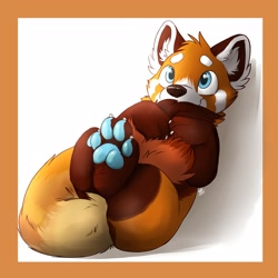 Size: 2500x2500 | Tagged: safe, artist:louart, mammal, red panda, feral, ambiguous gender, blue eyes, blue paw pads, brown body, brown fur, claws, cute, ear fluff, fluff, fur, high res, hug, lying down, on back, orange body, orange fur, paw pads, paws, simple background, solo, solo ambiguous, tail, tail fluff, tail hug, white background