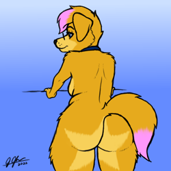 Size: 1024x1024 | Tagged: suggestive, artist:legatusflagrans, oc, oc only, oc:pup (zlbpup), canine, dog, mammal, bending over, big butt, breasts, butt, collar, female, floppy ears, glasses, gradient background, hair, looking at you, looking back, looking back at you, mtf transgender, multicolored hair, rear view, slightly chubby, solo, solo female, star butt, transgender, two toned hair