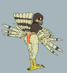 Size: 1835x2000 | Tagged: safe, artist:doesnotexist, oc, oc:lief woodcock, bird, eurasian sparrowhawk, hawk, sparrowhawk, anthro, 2017, 3 toes, accipiter, accipitrid, accipitriform, bent over, blushing, brown body, brown feathers, butt, claws, clothes, collar, digital art, feathered wings, feathers, feet, high res, male, orange clothing, orange eyes, orange swimwear, presenting, solo, solo male, speedo, swimsuit, talons, tan body, tan feathers, toes, true hawk, wings