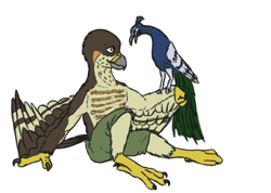 Size: 1280x913 | Tagged: safe, artist:doesnotexist, oc, oc:lief woodcock, bird, eurasian sparrowhawk, galliform, hawk, peafowl, sparrowhawk, anthro, feral, accipiter, accipitrid, accipitriform, beak, bird feet, body markings, bottomwear, brown body, brown feathers, brown markings, cheek markings, clothes, facial markings, feathered wings, feathers, head marking, male, orange marking, pants, sitting, size difference, tail, tail feathers, tan body, tan feathers, true hawk, winged arms, wings, yellow eyes