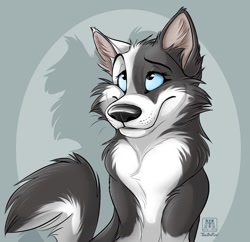 Size: 896x866 | Tagged: safe, artist:tanidareal, border collie, canine, dog, hybrid, mammal, wolf, wolfdog, feral, 2022, ambiguous gender, blue eyes, cheek fluff, fluff, fur, gray body, gray fur, smiling, solo, solo ambiguous, tail, white body, white fur