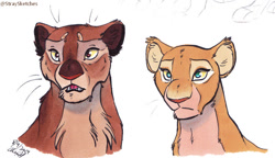 Size: 800x462 | Tagged: safe, artist:stray-sketches, nala (the lion king), sarabi (the lion king), big cat, feline, lion, mammal, feral, disney, the lion king, 2d, duo, duo female, female, females only, lioness, simple background, traditional art, white background