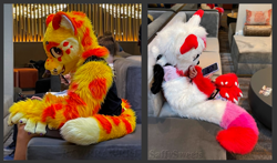 Size: 1996x1174 | Tagged: safe, cheetah, feline, mammal, black, blue, couch, ears, eye, food, fruit, fur, fursuit, head, irl, mouth, nose, orange, partial, paws, phone, photo, photography, picture, purple, red, sitting, tail, white, yellow