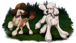 Size: 1024x586 | Tagged: safe, artist:goldylawk, canine, dog, mammal, poodle, feral, ambiguous gender, ambiguous only, duo, duo ambiguous, simple background, transparent background