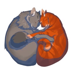 Size: 1024x1024 | Tagged: safe, artist:matsu13405, firestar (warrior cats), graystripe (warrior cats), cat, feline, mammal, feral, warrior cats, ambiguous gender, ambiguous only, cuddling, duo, duo ambiguous, duo male, fur, gray body, gray fur, hug, male, males only, orange body, orange fur, simple background, sleeping, white background