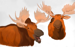 Size: 1125x711 | Tagged: safe, artist:persialeo, rutt (brother bear), tuke (brother bear), cervid, mammal, moose, feral, lifelike feral, brother bear, disney, duo, duo male, male, males only, non-sapient, realistic, simple background, white background
