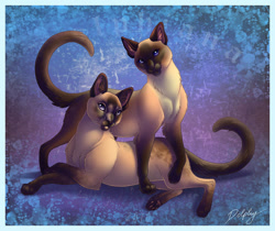 Size: 700x588 | Tagged: safe, artist:dolphiana, cat, feline, mammal, siamese, feral, 2010, 2d, ambiguous gender, chest fluff, duo, duo ambiguous, ear fluff, fluff, leg fluff, paw pads, paws, tail, tail fluff