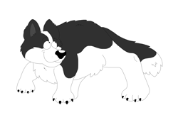 Size: 6600x4464 | Tagged: safe, artist:toonidae, border collie, canine, collie, dog, mammal, feral, 2d, absurd resolution, ambiguous gender, front view, simple background, solo, solo ambiguous, three-quarter view, white background