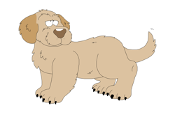 Size: 4368x2888 | Tagged: safe, artist:toonidae, canine, dog, mammal, feral, 2d, ambiguous gender, basset fauve de bretagne, front view, simple background, solo, solo ambiguous, three-quarter view, white background